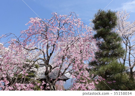 Cherry blossoms of light front temple Cherry blossoms of light front temple 35158034