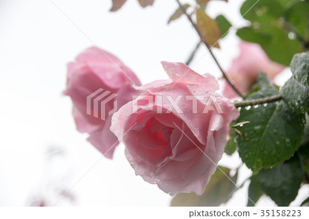 Autumn roses 35158223