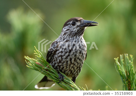 Hoshi玻璃與食物 Hoshi玻璃與食物 35158903