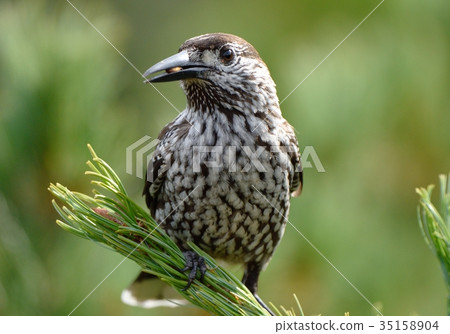 Hoshi玻璃與食物 35158904