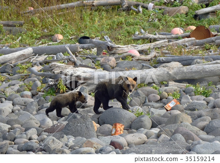Parents of brown bear walking on the beach 35159214