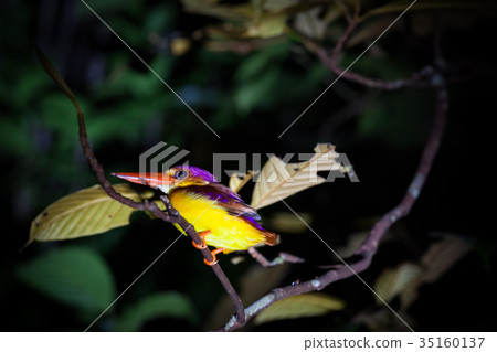 Kingfisher on tree branch at night Kingfisher on tree branch at night 35160137
