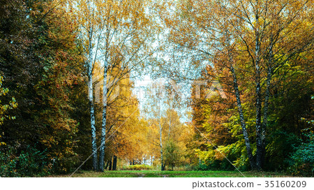 Beautiful autumn park. Foliage on green grass Beautiful autumn park. Foliage on green grass 35160209