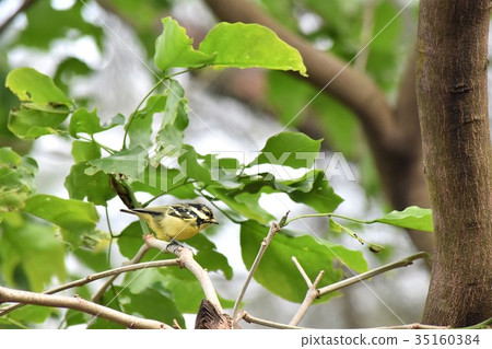 可愛的黃腹山雀 35160384