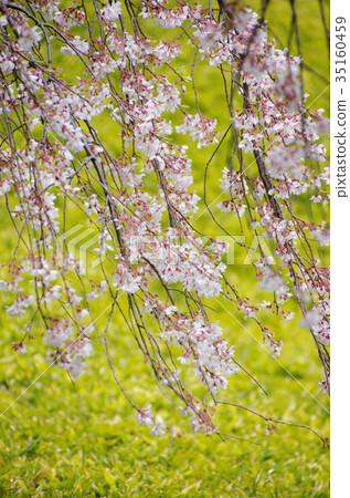 Cherry Blossoms	 35160459