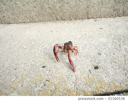American red crayfish 35160536