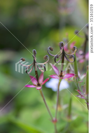 Mycosigusa Genno Shoko 35161059