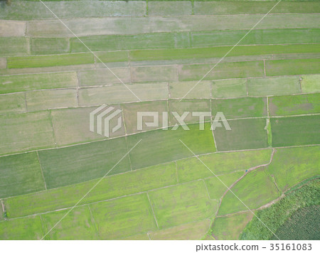 Aerial view from drone. rice plants in paddy field Aerial view from drone. rice plants in paddy field 35161083