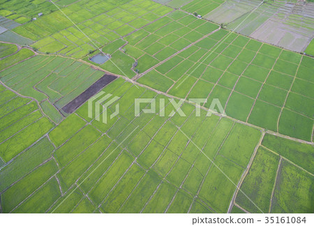 Aerial view from drone. rice plants in paddy field Aerial view from drone. rice plants in paddy field 35161084