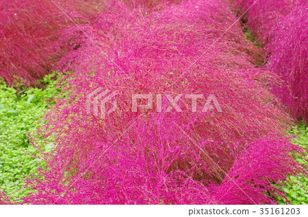 Autumn leaves Kokia 35161203