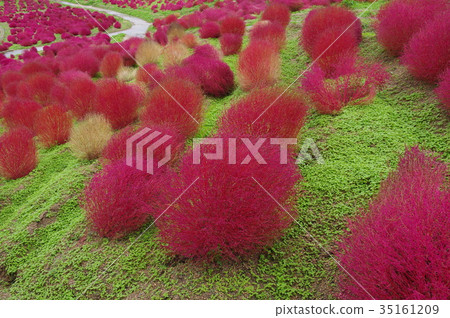 Autumn leaves Kokia 35161209