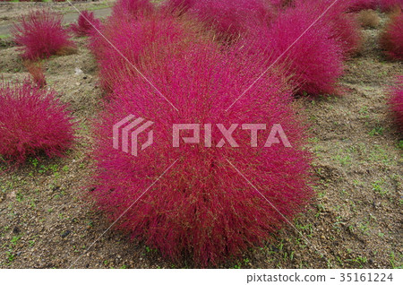 Autumn leaves Kokia Autumn leaves Kokia 35161224