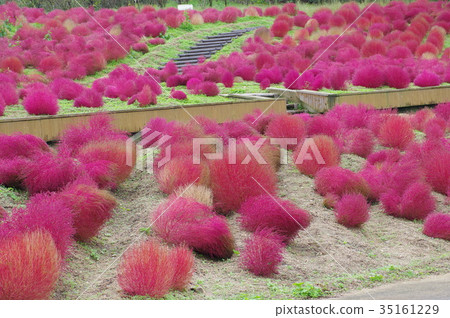 Autumn leaves Kokia 35161229