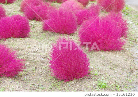 Autumn leaves Kokia 35161230