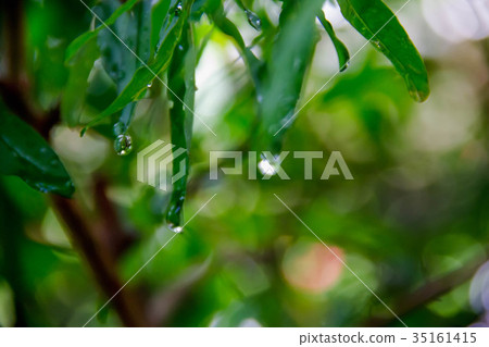 Closeup water drops on green leave Closeup water drops on green leave 35161415