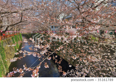 目黑河盛開 目黑河盛開 35161789