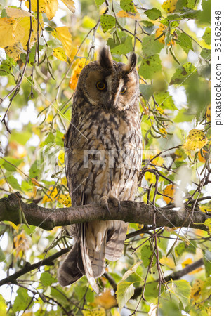 Northern long-eared owl 35162648