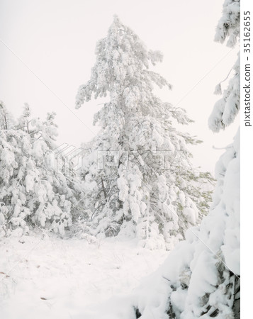 Winter trees in forest covered with fresh snow 35162655
