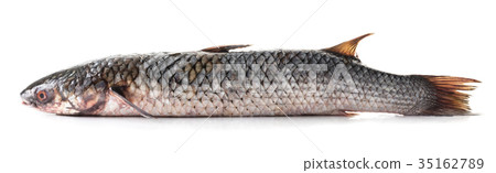 raw fish bearing 35162789