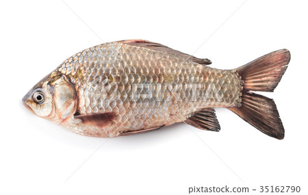 raw fish crucian 35162790