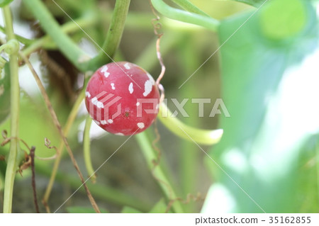 Okinawan melon 35162855