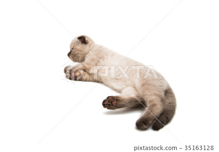 Lop eared kitten isolated 35163128