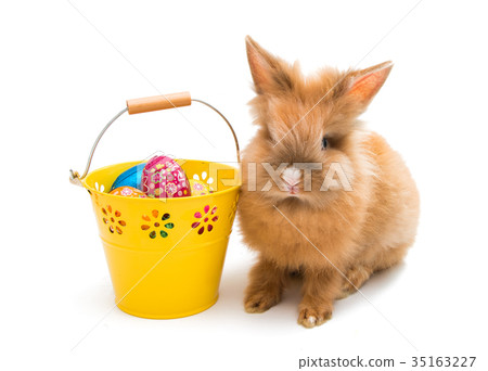 beautiful red-haired rabbit sitting isolated beautiful red-haired rabbit sitting isolated 35163227