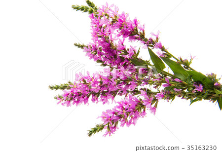 Lilac meadow flowers isolated Lilac meadow flowers isolated 35163230