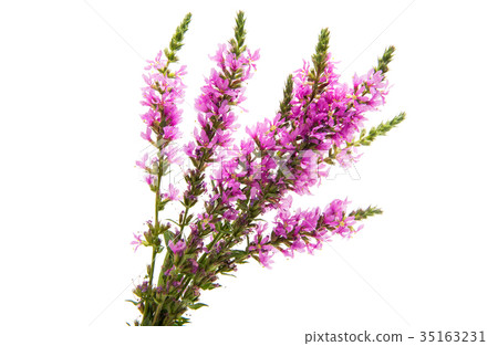 Lilac meadow flowers isolated Lilac meadow flowers isolated 35163231