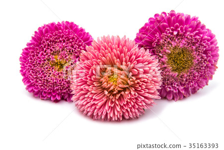 Pink aster isolated Pink aster isolated 35163393
