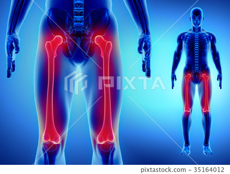 3D illustration of Femur, medical concept. 35164012