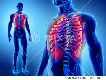 3D illustration of Ribs, medical concept. 35164013