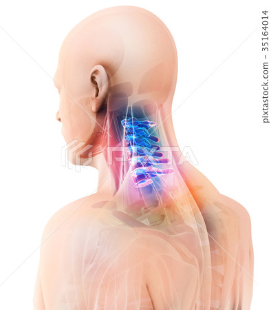 3D illustration of Cervical Spine, medical concept 3D illustration of Cervical Spine, medical concept 35164014