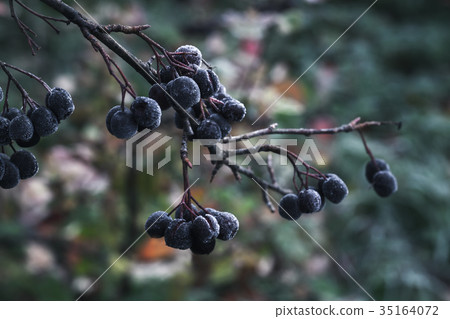 Chokeberry covered with hoarfrost, close-up Chokeberry covered with hoarfrost, close-up 35164072
