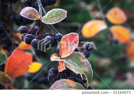 Aronia berries in October. Chokeberry Aronia berries in October. Chokeberry 35164073