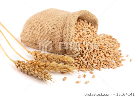 wheat spike and wheat grain in burlap bag isolated wheat spike and wheat grain in burlap bag isolated 35164141