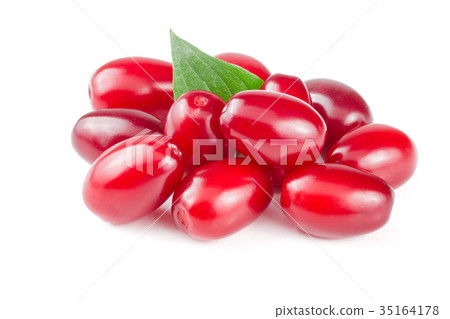 dogwood berry with leaf isolated on white dogwood berry with leaf isolated on white 35164178