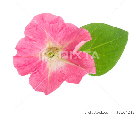 pink flower of petunia with green leaves isolated pink flower of petunia with green leaves isolated 35164213