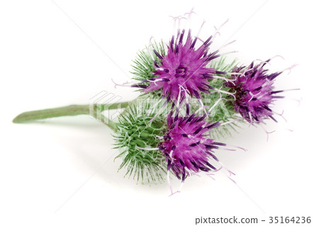Burdock flower isolated on white background 35164236