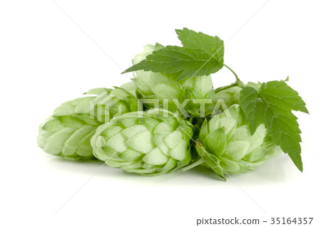 hop cones with leaf isolated on white background 35164357