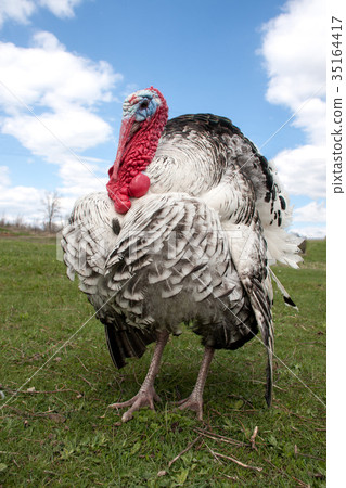 turkey male or gobbler closeup on the blue sky turkey male or gobbler closeup on the blue sky 35164417