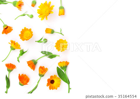 Calendula. Marigold flower isolated on white Calendula. Marigold flower isolated on white 35164554