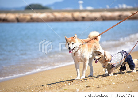 狗和海 狗和海 35164785