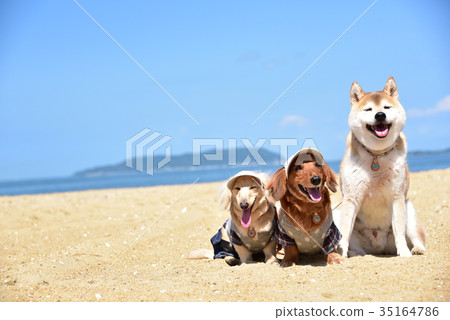 狗和海 狗和海 35164786