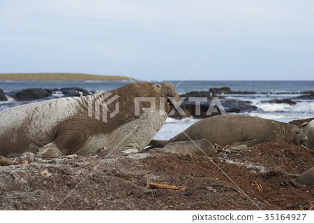 Male Southern Elephant Seal on manoeuvres Male Southern Elephant Seal on manoeuvres 35164927