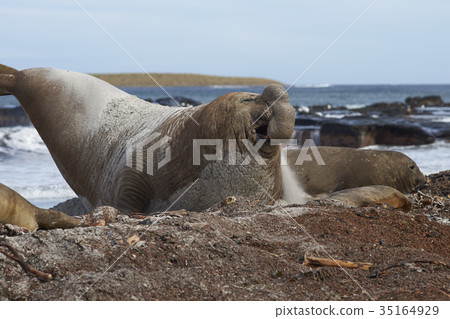 Male Southern Elephant Seal on manoeuvres Male Southern Elephant Seal on manoeuvres 35164929