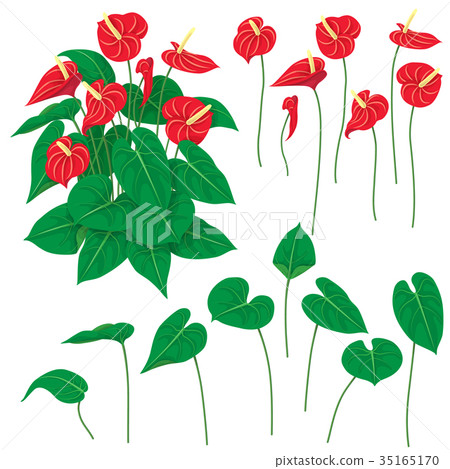 Anthurium Flowers Set Anthurium Flowers Set 35165170