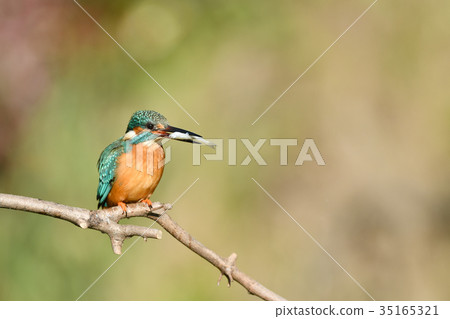 翠鳥的飯 35165321