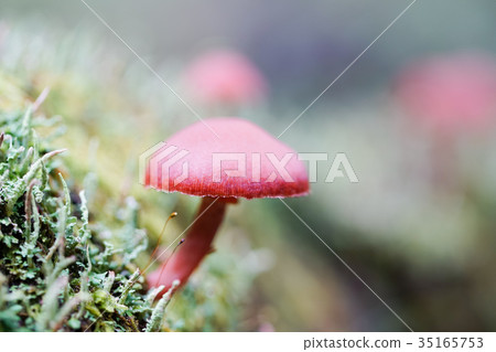 Fujisan Jukai·棕色蘑菇 Fujisan Jukai·棕色蘑菇 35165753