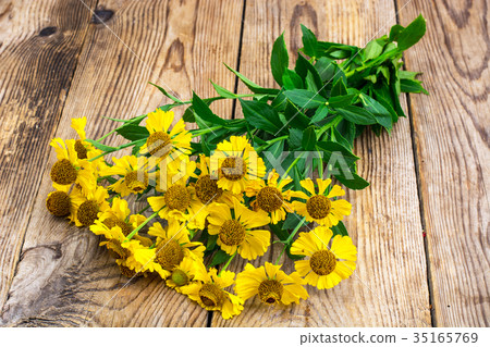 Yellow flowers of helenium garden 35165769